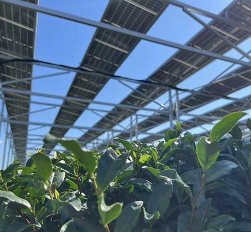 日本鹿儿岛茶光互补农业光伏